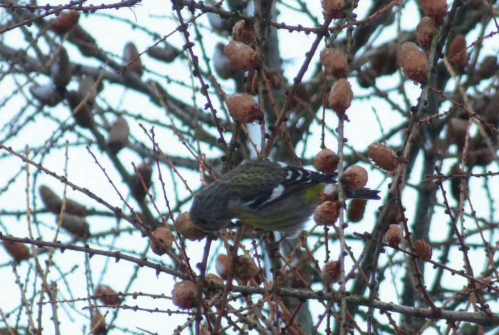 Z. Kajzer) Arctic Redpoll, Rybice, November 2017 Fot. 23.