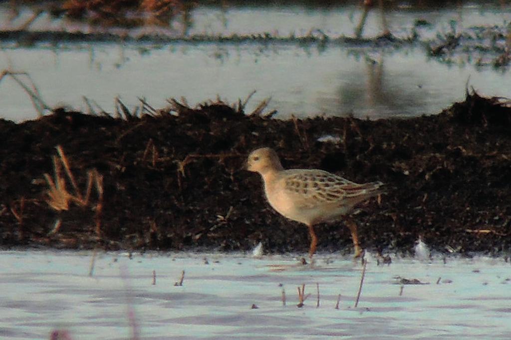 (fot. Z. Kajzer) Caspian Plover, Łaszka, August 2017 Fot. 5.