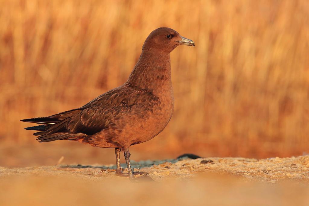 Śliwiński) Black-winged Pratincole, Helenów, September 2017 Fot. 7.