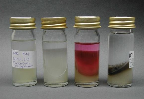 Renowacja grzybów (ożywienie, zreidentyfikowanie, ponowne zakonserwowanie) 94 izolaty grzybów przechowywanych pod olejem mineralnym (głównie rodzajów Botrytis,