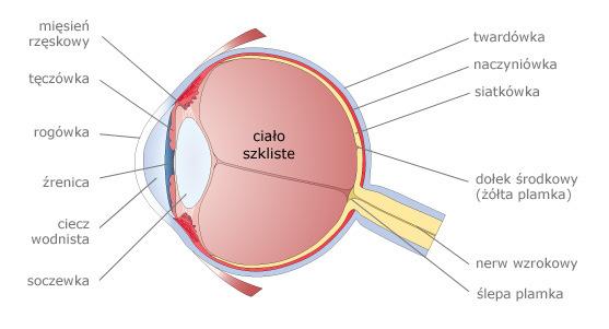 Wzrok, zmysł wzroku zdolność do odbierania bodźców wywołanych przez pewien zakres promieniowania elektromagnetycznego (u człowieka