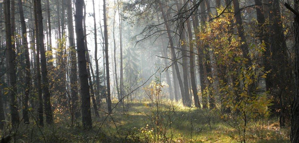 https://www. Inwestycje zwiększające odporność ekosystemów leśnych jak otrzymać wsparcie? Autor: Magdalena Kowalczyk Data: 7 maja 2019 Uwaga, właściciele lasów!