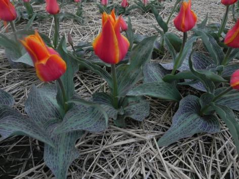 Tulipany Greiga grupa 14 Wysokość od 15 do 25 cm i kwiatach od 5 do 10 cm długości). Rozwijają się zwykle w pierwszej połowie maja.