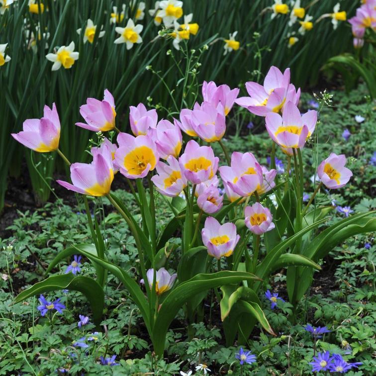 kwietnia, kwiaty o kwiatach o śr. 3 cm.
