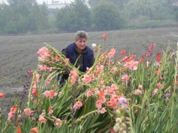 Kolekcje roślin cebulowych w Instytucie Ogrodnictwa w Skierniewicach Głównym celem utrzymywania