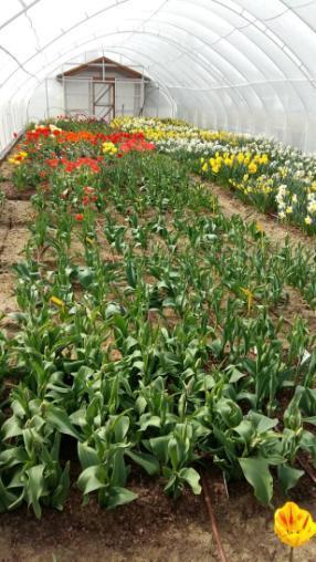 Moniuszko- 10 szt. Odmiany tulipanów z gosp.