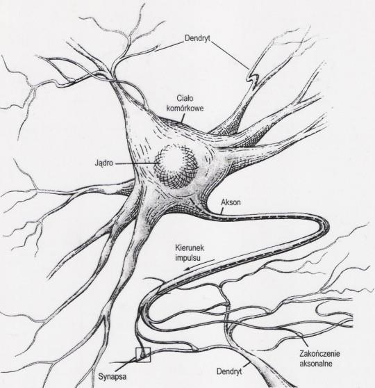 Budowa neuronu dendryt jądro ciało komórkowe akson Jądro centrum obliczeniowe neuronu, kluczowe procesy zachodzące dla neuronu Akson wyjście neuronu.