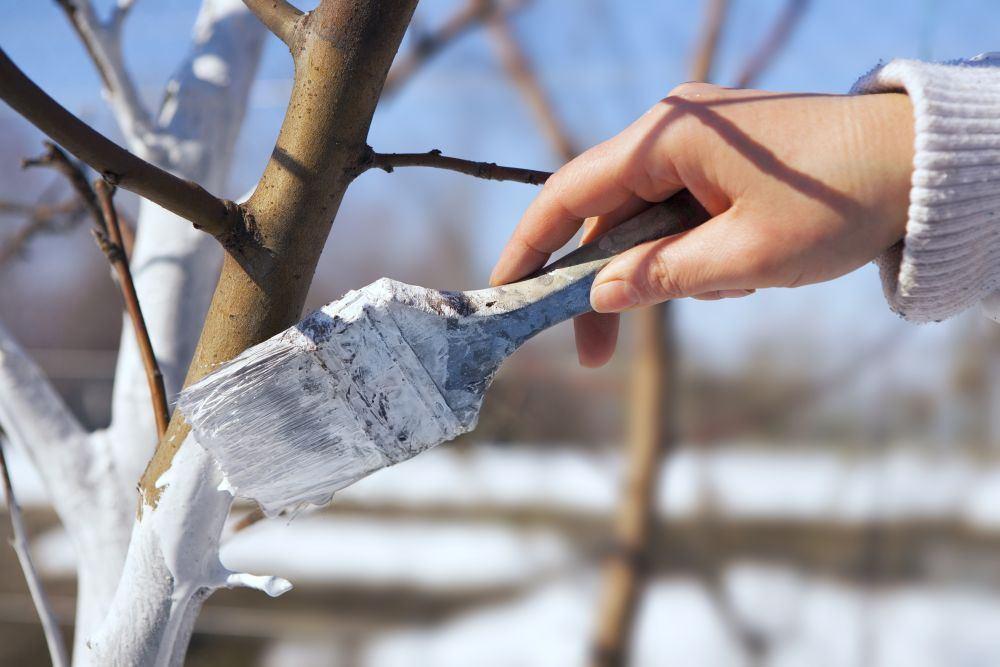 Bielenie drzew owocowych Bielenie drzew owocowych wykonuje się zimą, by zminimalizować uszkodzenia pni spowodowane przez mróz.
