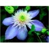 Dane aktualne na dzień: 28-10-2019 07:01 Link do produktu: http://www.goldplants.eu/pnacza-powojnik-blue-light-niebiesko-fioletowy-clematis-blue-light-p114-cp-1627.