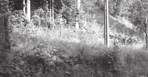 27. Antonina Babiczanka, serva evel. e Nowy Targ, zm. 17 lipca, lat 37, nr domu: 10; 34 28. Maciej Duda, zm. 18 lipca, lat 40, nr domu: 74; 29. Józef Jaworski, zm. 19 lipca, lat 75, nr domu: 17; 30.
