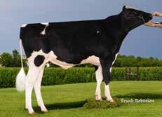 Lavonte 508779 data urodzenia: 26.07.17 USA 0031341749 aaa 423 158 143 76 % 153 pp* CDF Superhero ( Supershot) Lavon VG 85 ( Rubicon) 1 La 14293 4.85 693 3.53 504 1 La 15736 3.46 545 3.