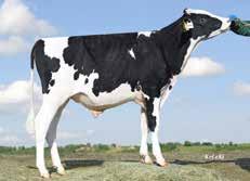 Super Uno pp CDF PG Super Uno 619175 data urodzenia: 10.04.17 DEU 0003536504 aaa 234156 155 146 76 % 150 Superhero ( Supershot) Ladylike ( Missouri) 200T 7165 3.61 259 3.48 249 HL 2 01 4.86 520 3.