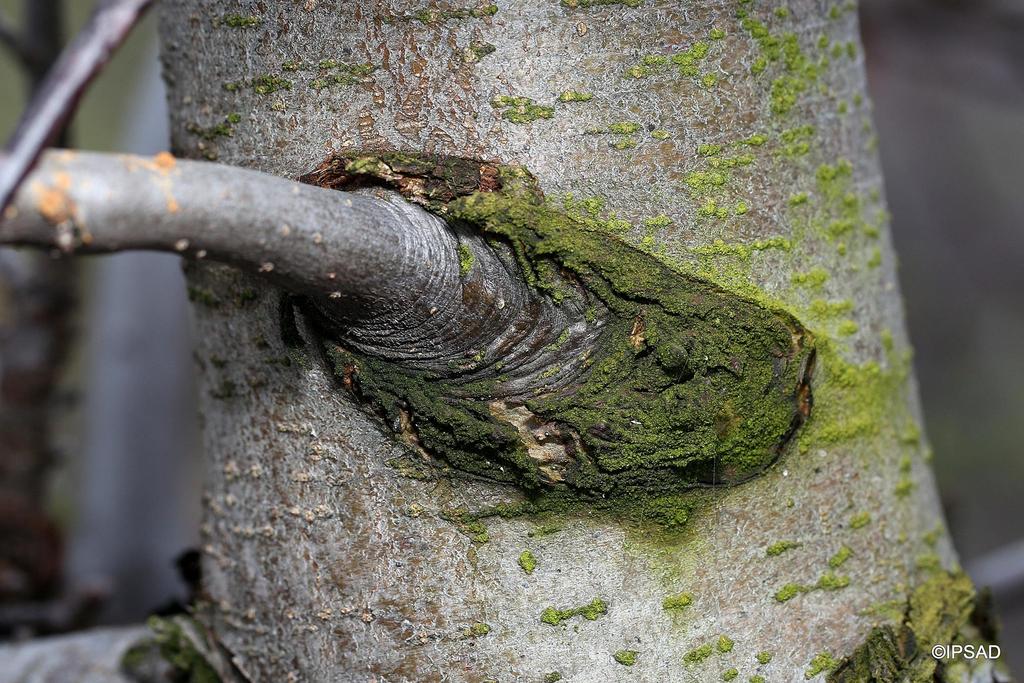 Zazielenienia wokół nasady pędów świadczą o tym, że w tych miejscach na korze wilgoć utrzymuje się najdłużej.