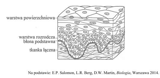 Zadanie 1 (matura 2018) Na rysunku przedstawiono przekrój poprzeczny przez nabłonek wielowarstwowy stanowiący zewnętrzną powierzchnię skóry.