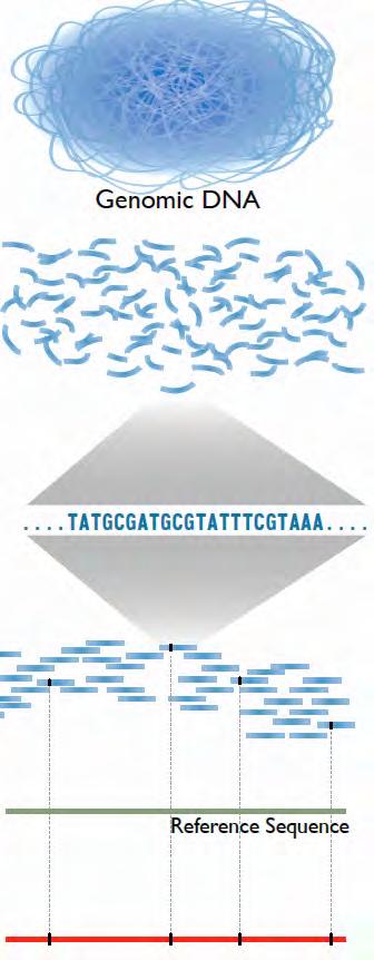 DNA genomowy pacjenta fragmentacja odczyt sekwencji milionów fragmentów uliniowienie odczytów