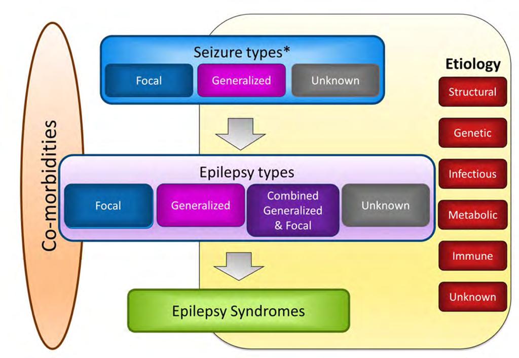 Rodzaje napadów Ogniskowe Uogólnione Nieokreślone Etiologia Strukturalne choroby współistniejące Ogniskowe Rodzaje padaczek