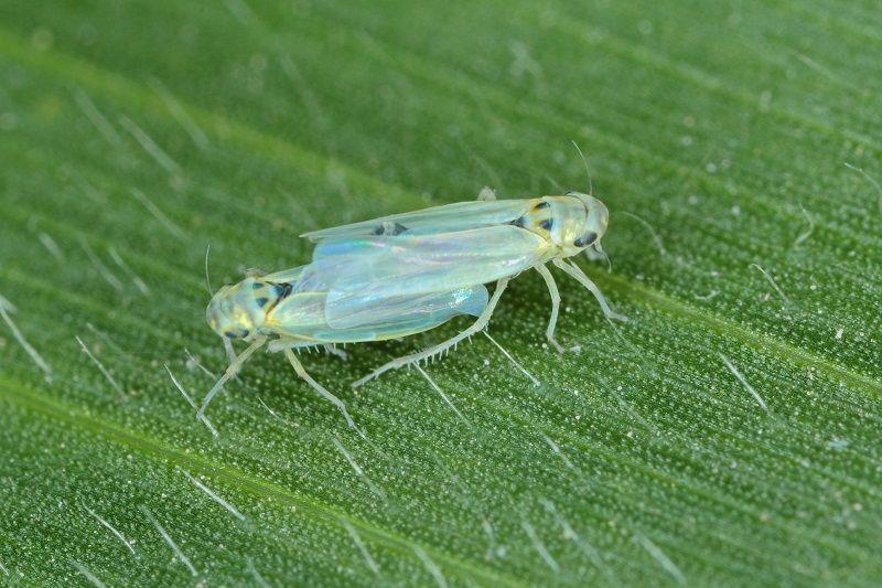 Niechemiczne metody ochrony W metodach niechemicznych plantatorzy mają do dyspozycji szereg