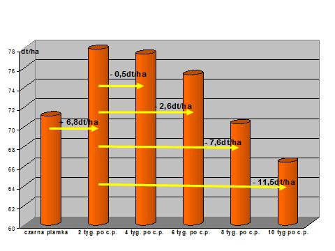 Ryc. 10. Plony ziarna w zależności od terminu zbioru (dt/ha) wg.