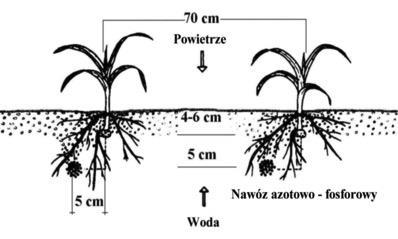 nawozu w roku zastosowania. Lokalny wzrost stężenia nawozu może prowadzić do uszkodzenia kiełkujących nasion, dlatego należy zwrócić uwagę na prawidłowość wysiewu nawozu (Grzebisz i Gała 1999). Ryc.