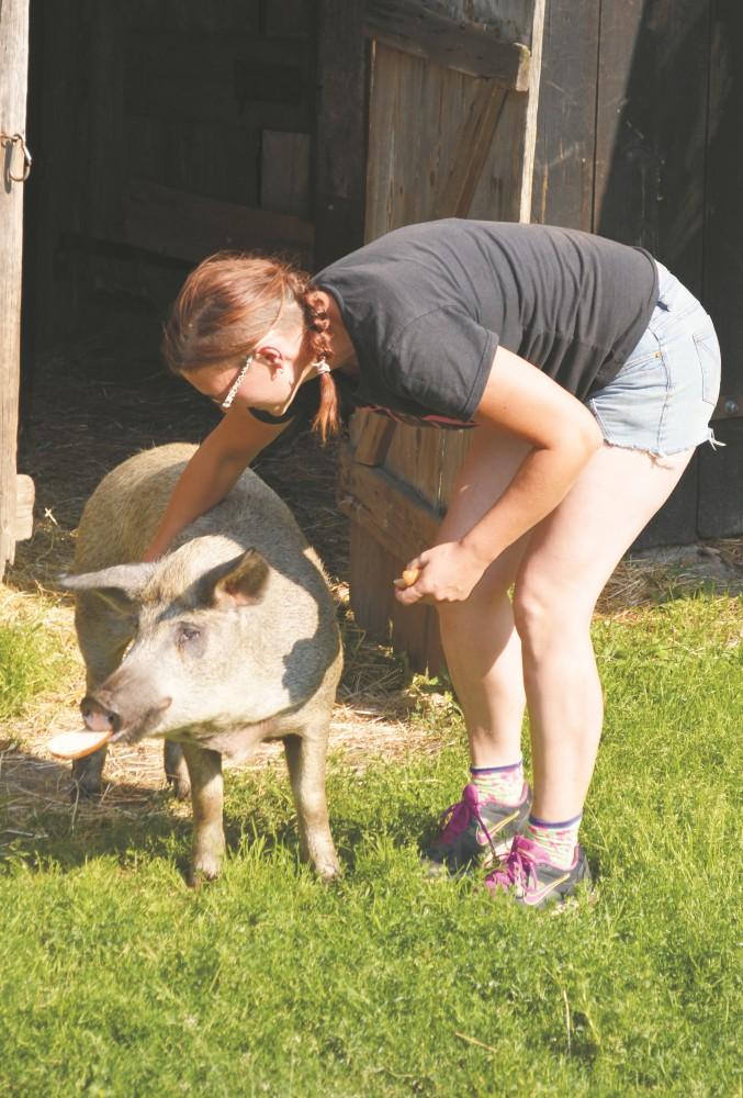 Miło spędzić czas przy ognisku, nauczyć się jak doić kozy i przerabiać mleko, ponieważ pani Ania zajmuje się również hodowlą kóz mlecznych oraz przetwórstwem i sprzedażą produktów mlecznych z koziego