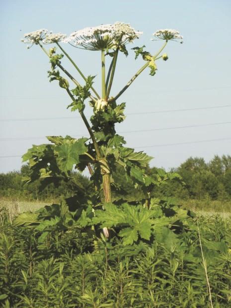 Spośród osób, których procedura dotyczyła, 11 osób usłyszało zarzuty z art. 207 KK tj. znęcania się nad osobą najbliższą.