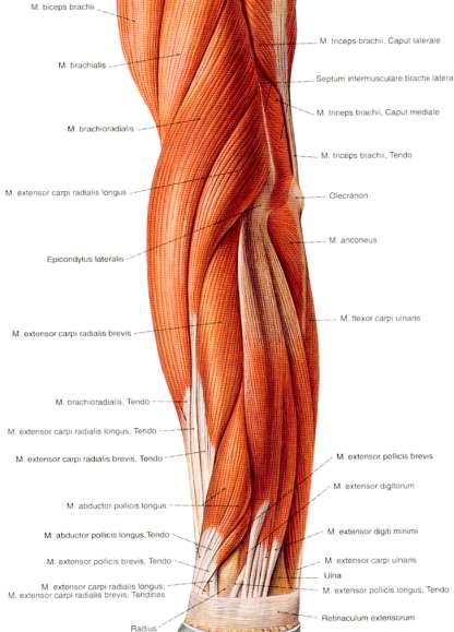 Mięśnie przedramienia- grupa boczna m.