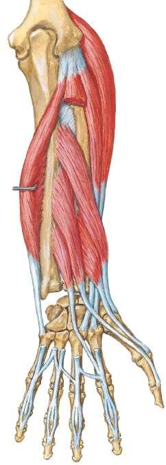 Mięśnie przedramienia- grupa tylna mm. głębokie m.