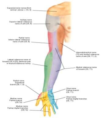 Unerwienie skóry przedramienia Powierzchnia przyśrodkowa Nerw skórny