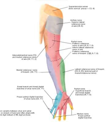 Powierzchnia boczna Nerw skórny przedramienia boczny (od nerwu