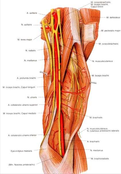 Tętnica ramienna Przebieg Na ramieniu biegnie z nerwem pośrodkowym wzdłuż przyśrodkowej bruzdy mięśnia