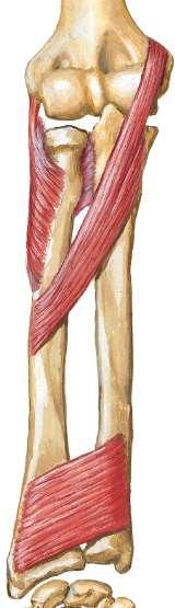 Mięśnie przedramienia grupa przednia- w-wa powierzchowna M.