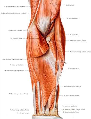 Mięśnie przedramienia grupa przednia- w-wa powierzchowna M.