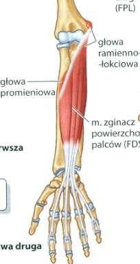 wyrostek dziobiasty kości łokciowej Głowa promieniowa: powierzchnia przednia końca bliższego