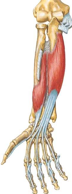 Mięśnie przedramienia grupa przednia- w-wa głęboka m.