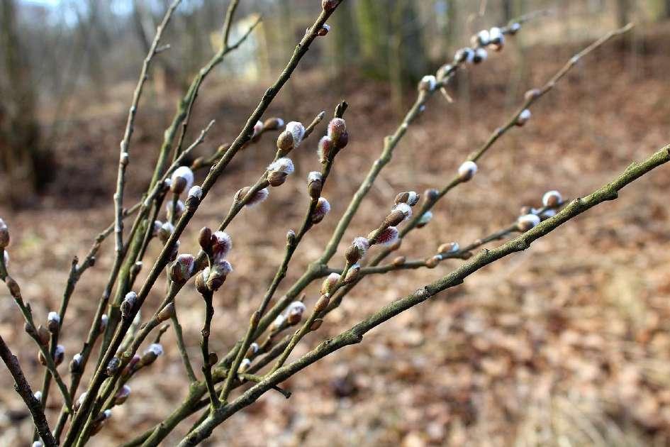 07 kwietnia Wiosenne drzewo - praca plastyczna. 1.Odrysowujemy rączkę dziecka do łokcia. 2.