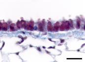 counts/3lobes/3section) 10 8 6 4 2 Organized