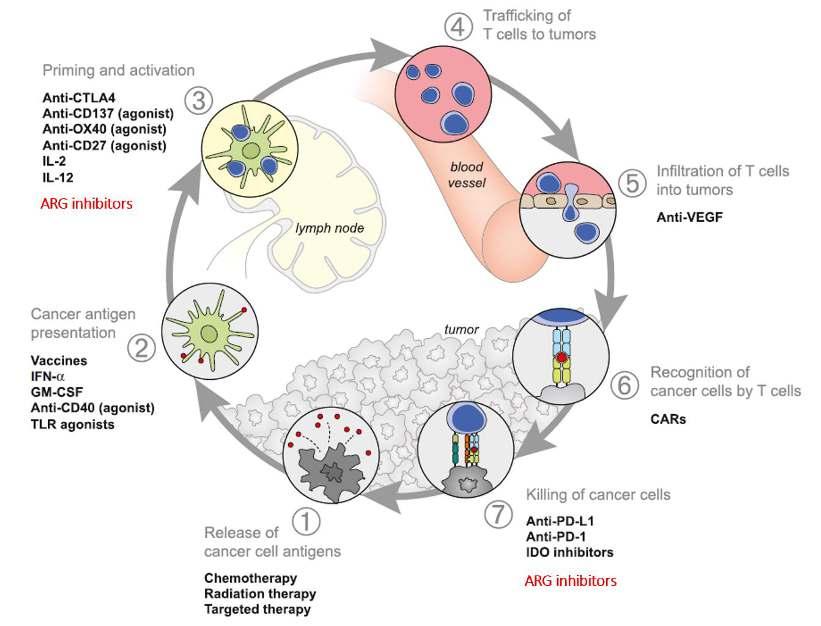 OATD-02 wspiera mechanizm odpowiedzi immunologicznej wydzielanie arginazy w mikrośrodowisku guza MDSC (mieloidalne komórki supresorowe) arginaza rozkłada (degraduje)