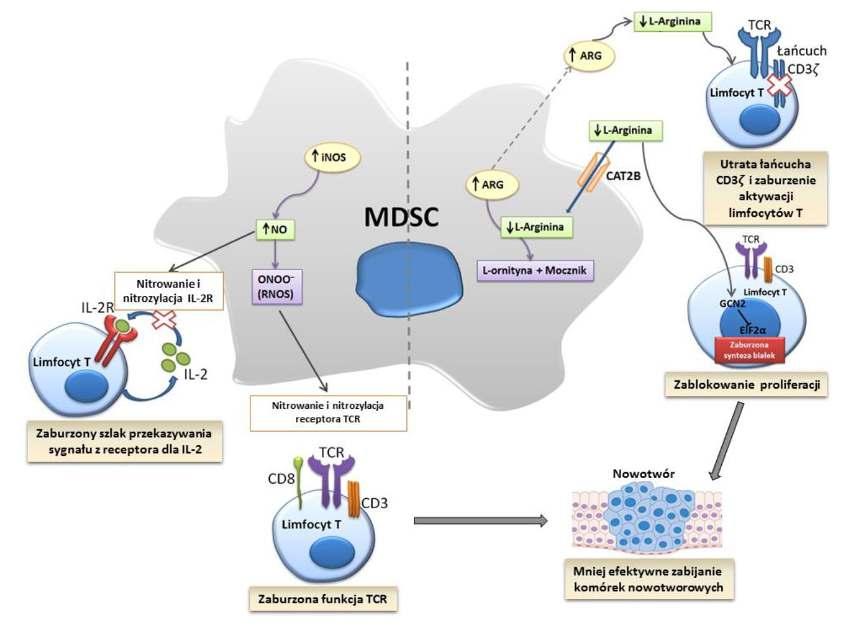 pl/pl/baza-wiedzy/114-rola-l-argininy-w-nadzorze-immunologicznym CELEM IMMUNOTERAPII PRZECIWNOWOTWOROWEJ JEST ODBLOKOWANIE (PRZYWRÓCENIE) ODPOWIEDZI IMMUNOLOGICZNEJ