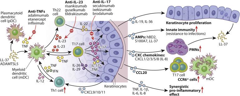 LEKI BIOLOGICZNE Schemat z Journal of