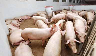 TRZODA CHLEWNA 18 Komponenty białkowe w paszach dla świń Obowiązujący od kilkunastu lat całkowity zakaz stosowania w żywieniu trzody chlewnej mączek mięsno-kostnych spowodował konieczność szukania