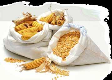 PO GODZINACH 2 Szanowni Czytelnicy, Tegoroczne zbiory zbóż były bardzo zróżnicowane, pod względem jakości i ilości plonów, pomiędzy poszczególnymi regionami kraju.