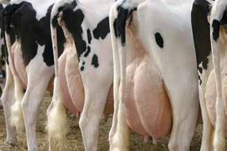 NOWE PRODUKTY 26 PIASTmix KROWA SOMATYK to mieszanka uzupełniająca mineralna, która jest przeznaczona w szczególności dla krów w laktacji z podwyższoną liczbą komórek somatycznych w mleku.