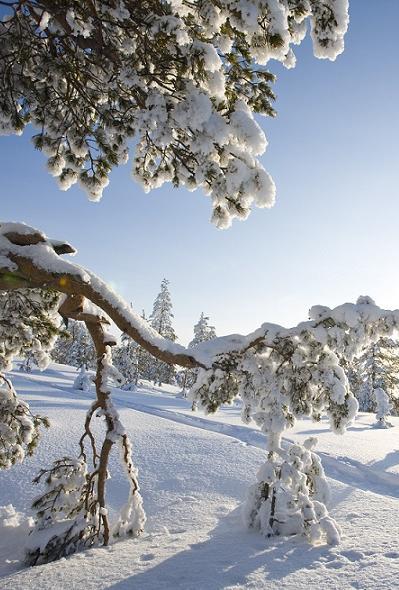 Maleńka wioska w pobliżu Rovaniemi to centrum dowodzenia św. Mikołaja. Za siedmioma górami, za siedmioma lasami w dalekiej Laponii mieszka św. Mikołaj, a wraz z nim elfy i setki pomocników.