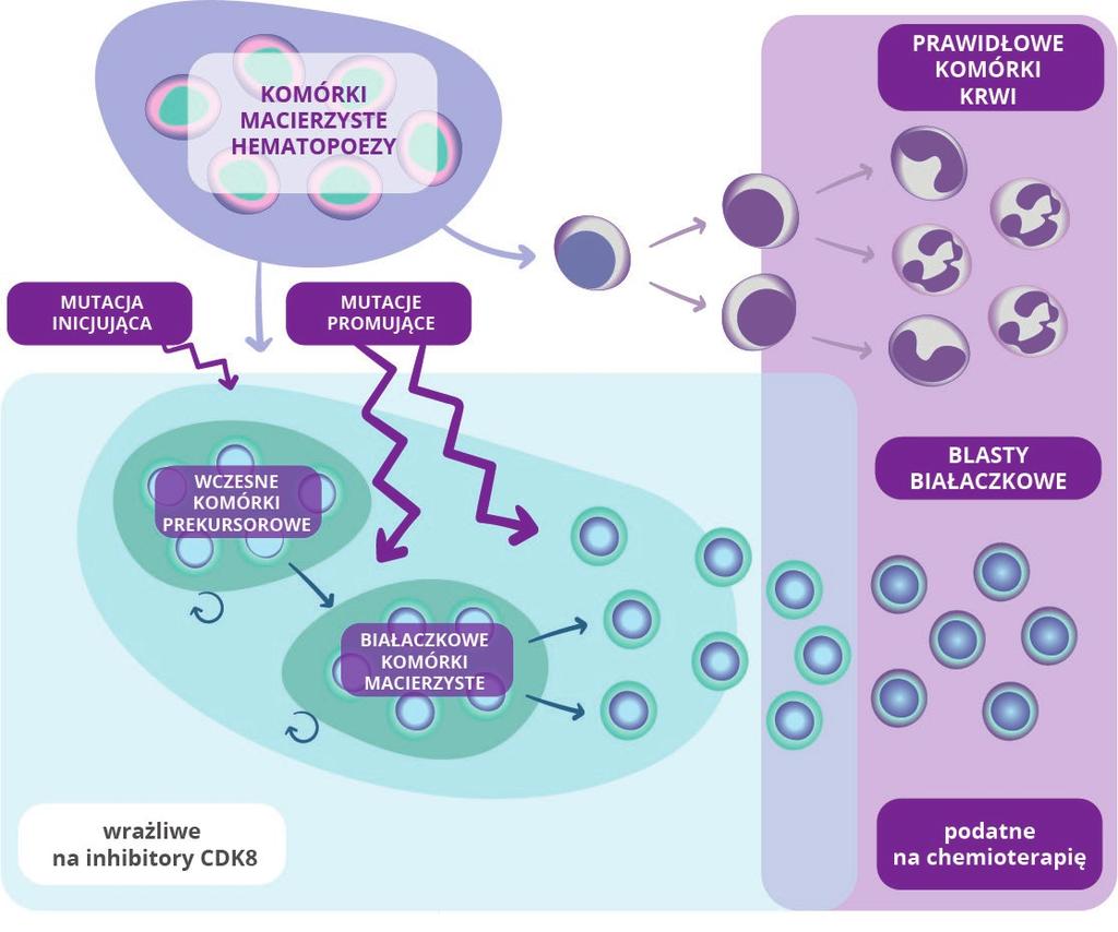SEL120: potencjalna rola inhibitora CDK8 w terapii AML PRZESŁANKI DLA INHIBITORÓW CDK8 W AML o AML charakteryzuje się deregulacją transkrypcji o CDK8 jest podjednostką kinazową modułu kompleksu