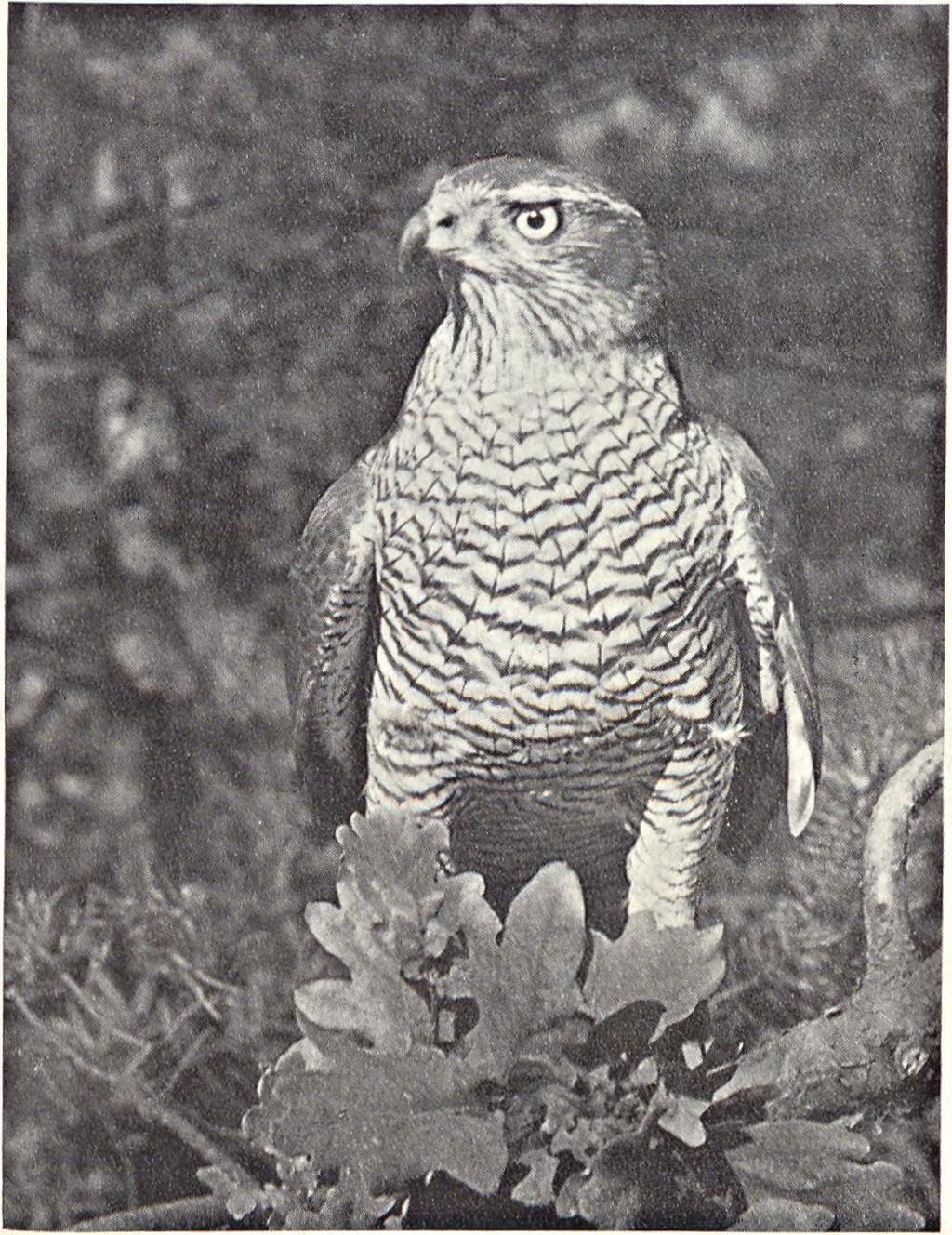 The goshawk belongs to the indigenous birds of prey. It occurs in small numbers in Poland and is not protected as a species.