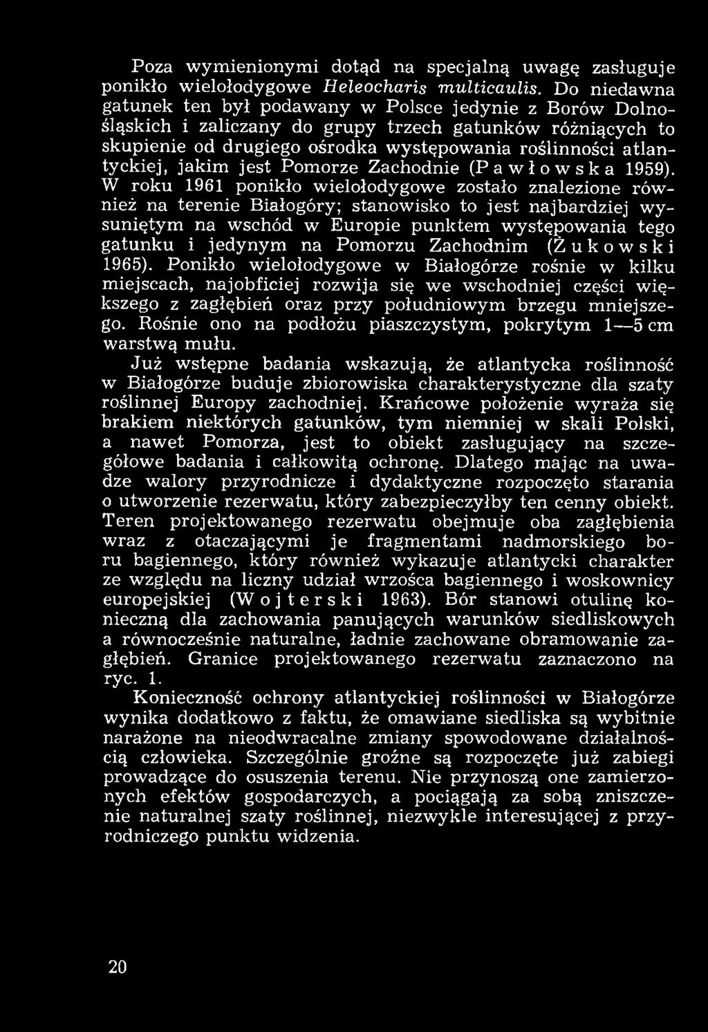 Zachodnim (Żukowski 1965). Ponikło wielołodygowe w Białogórze rośnie w kilku miejscach, najobficiej rozwija się we wschodniej części większego z zagłębień oraz przy południowym brzegu mniejszego.