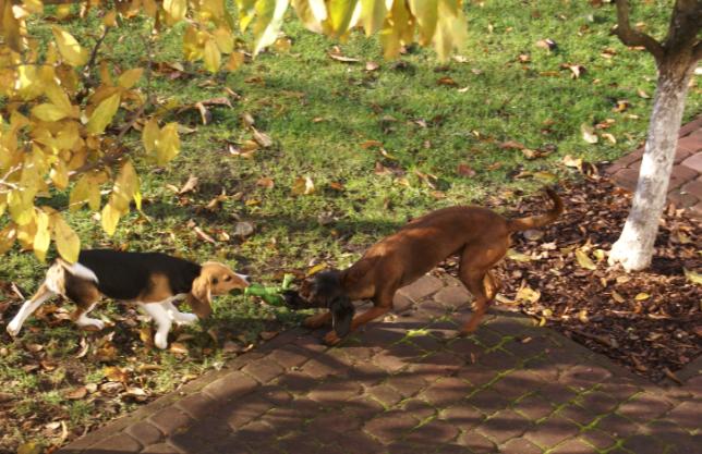 Szczególnie przyjazną człowiekowi rasą okazują się labradory i goldeny, a w ostatnim czasie także ich mieszańce: labradory i goldeny retrievery.