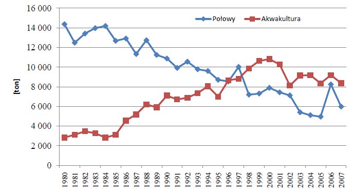 zaobserwowano nawet 50 % spadek połowów komercyjnych węgorza szklistego, z 80 do około 40 ton.