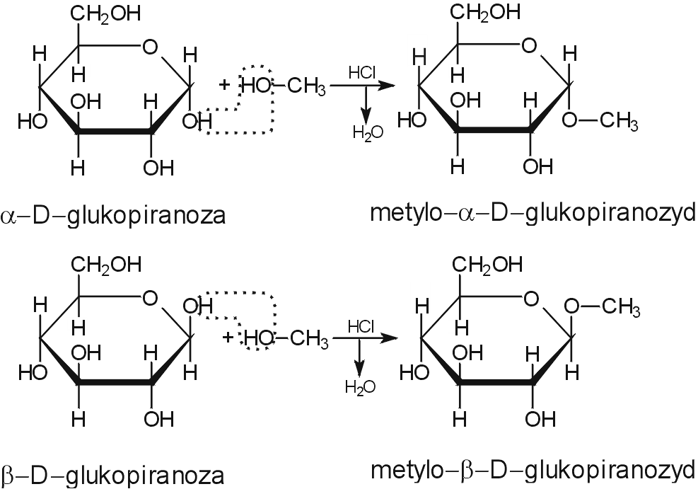 GLIKZYY W pierścieniowych monosacharydach grupa hydroksylowa przy węglu hemiacetalowym, zwana grupą glikozydową, jest bardziej reaktywna od pozostałych grup hydroksylowych.