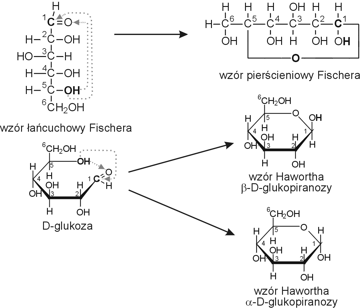 przy piątym atomie węgla (C-5) i grupą karbonylową pierwszego atomu węgla (C-1) grupy aldehydowej, to powstaje sześcioczłonowy układ cykliczny, który ze względu na podobieństwo do struktury piranu